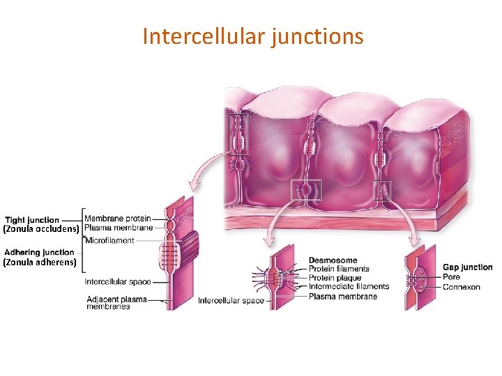 Intercellular junctions (Zonula occludens) (Zonula adherens) 