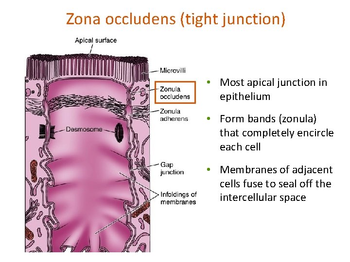 Zona occludens (tight junction) • Most apical junction in epithelium • Form bands (zonula)