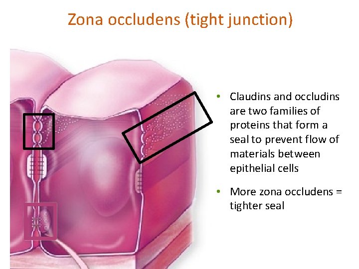 Zona occludens (tight junction) • Claudins and occludins are two families of proteins that