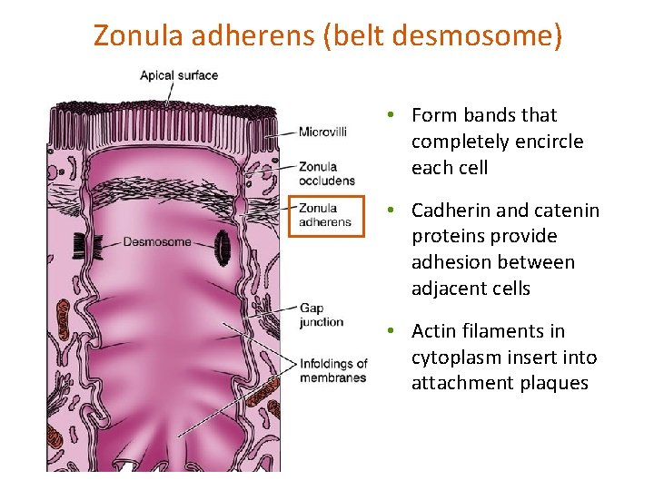 Zonula adherens (belt desmosome) • Form bands that completely encircle each cell • Cadherin