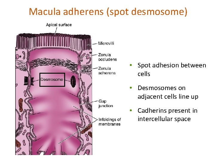 Macula adherens (spot desmosome) • Spot adhesion between cells • Desmosomes on adjacent cells