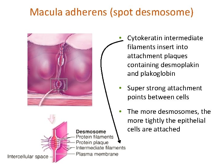 Macula adherens (spot desmosome) • Cytokeratin intermediate filaments insert into attachment plaques containing desmoplakin