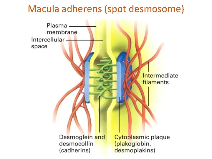 Macula adherens (spot desmosome) 