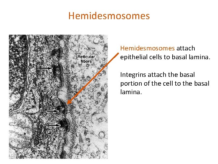 Hemidesmosomes attach epithelial cells to basal lamina. Integrins attach the basal portion of the