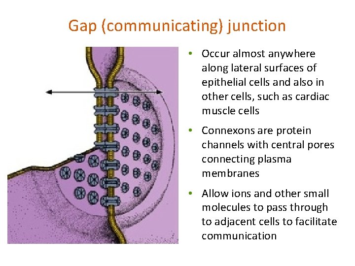 Gap (communicating) junction • Occur almost anywhere along lateral surfaces of epithelial cells and