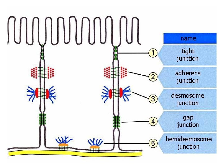 name tight junction adherens junction desmosome junction gap junction hemidesmosome junction 