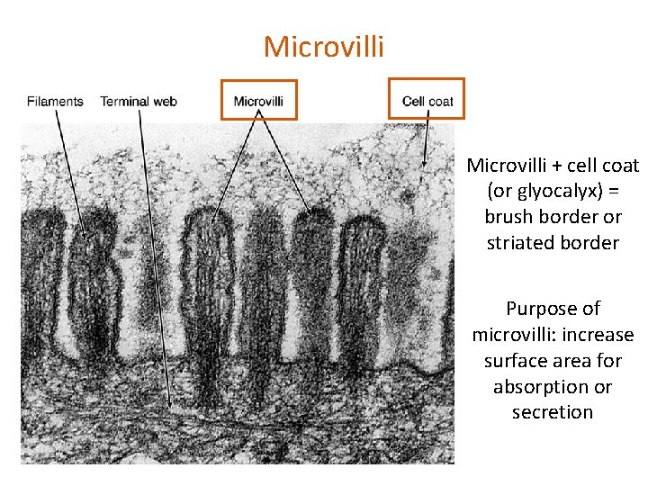 Microvilli + cell coat (or glyocalyx) = brush border or striated border Purpose of