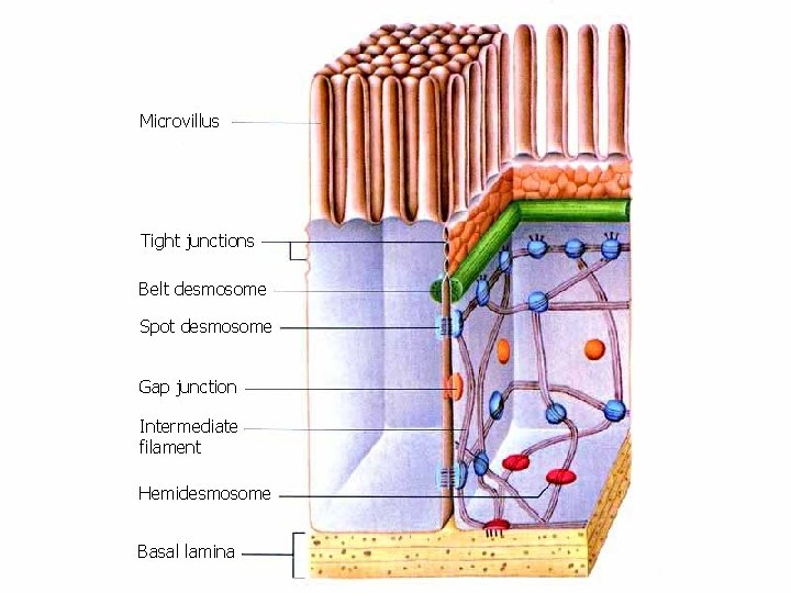 Microvillus Tight junctions Belt desmosome Spot desmosome Gap junction Intermediate filament Hemidesmosome Basal lamina