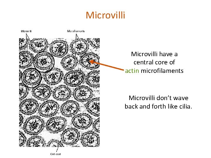 Microvilli have a central core of actin microfilaments Microvilli don’t wave back and forth