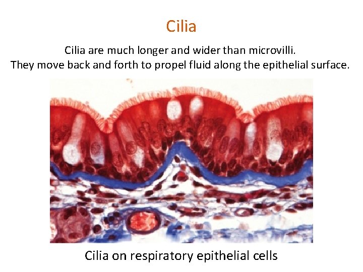 Cilia are much longer and wider than microvilli. They move back and forth to