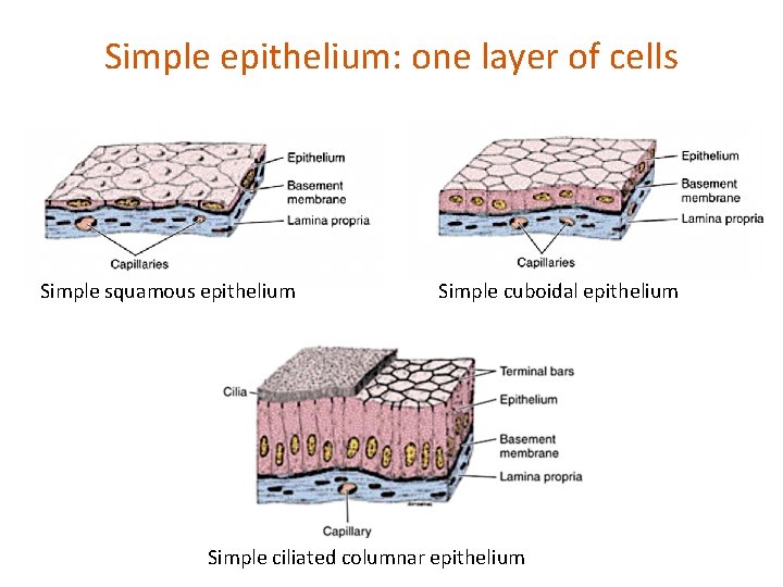 Simple epithelium: one layer of cells Simple squamous epithelium Simple cuboidal epithelium Simple ciliated