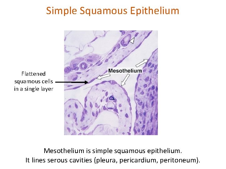 Simple Squamous Epithelium Flattened squamous cells in a single layer Mesothelium is simple squamous