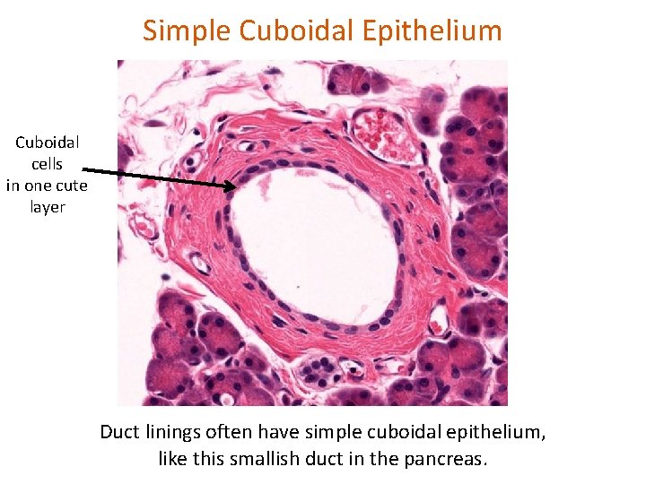 Simple Cuboidal Epithelium Cuboidal cells in one cute layer Duct linings often have simple