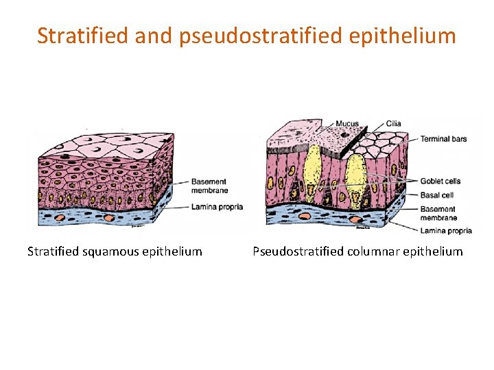 Stratified and pseudostratified epithelium Stratified squamous epithelium Pseudostratified columnar epithelium 