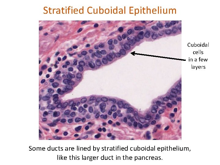 Stratified Cuboidal Epithelium Cuboidal cells in a few layers Some ducts are lined by