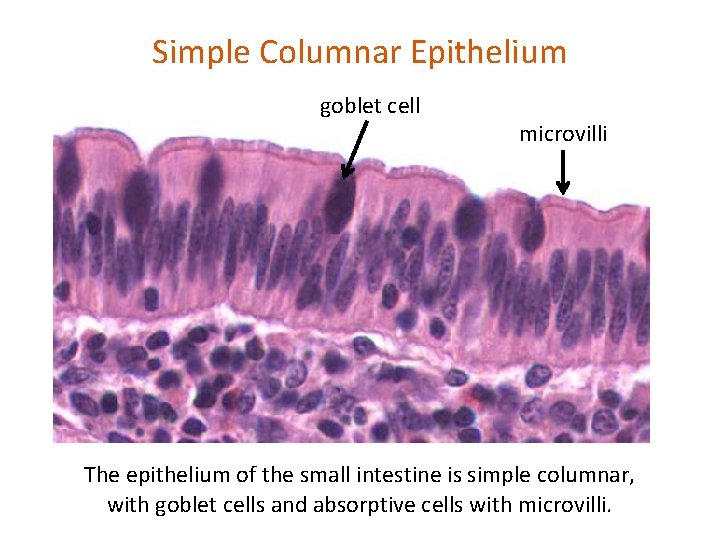 Simple Columnar Epithelium goblet cell microvilli The epithelium of the small intestine is simple