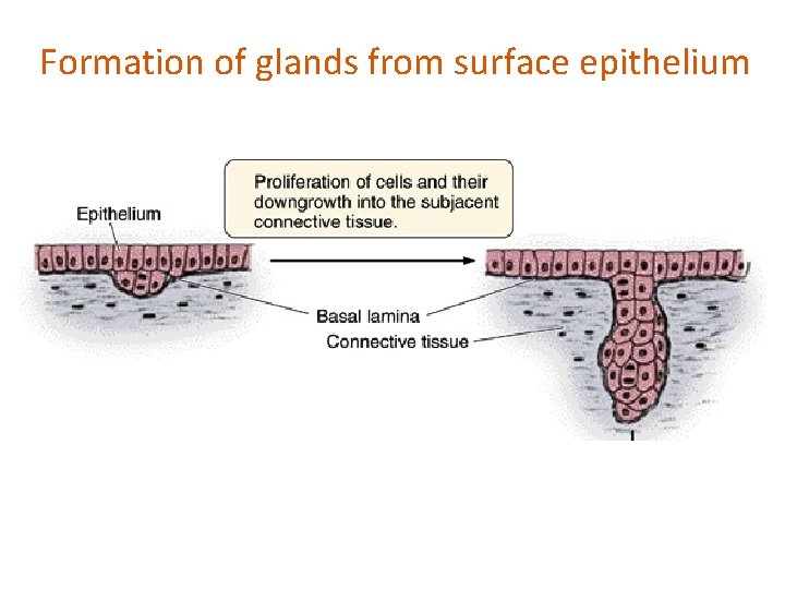 Formation of glands from surface epithelium 