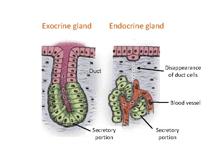 Exocrine gland Endocrine gland Disappearance of duct cells Blood vessel Secretory portion 