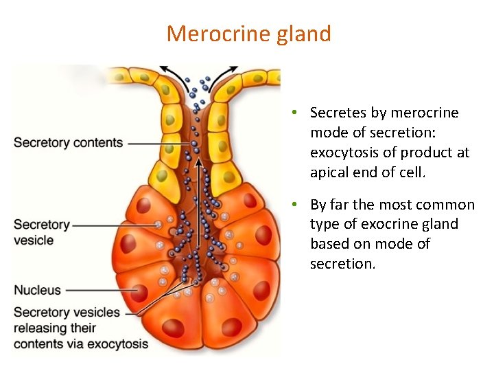 Merocrine gland • Secretes by merocrine mode of secretion: exocytosis of product at apical