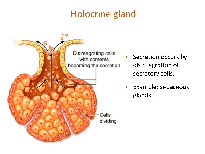 Holocrine gland • Secretion occurs by disintegration of secretory cells. • Example: sebaceous glands.