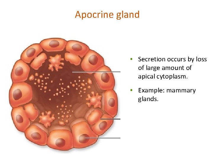 Apocrine gland • Secretion occurs by loss of large amount of apical cytoplasm. •