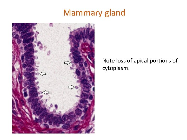 Mammary gland Note loss of apical portions of cytoplasm. 