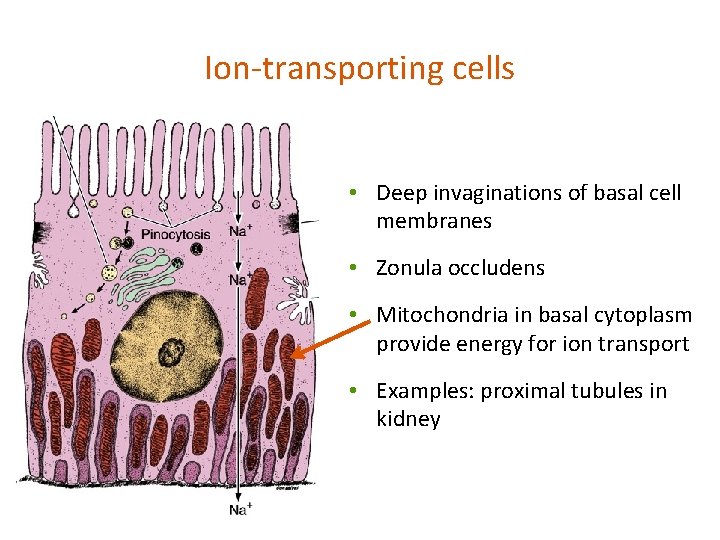 Ion-transporting cells • Deep invaginations of basal cell membranes • Zonula occludens • Mitochondria