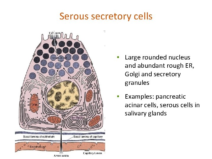 Serous secretory cells • Large rounded nucleus and abundant rough ER, Golgi and secretory