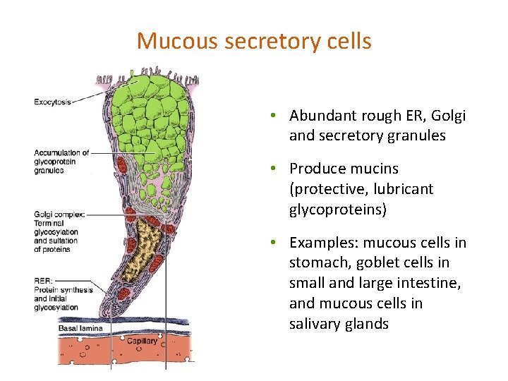 Mucous secretory cells • Abundant rough ER, Golgi and secretory granules • Produce mucins