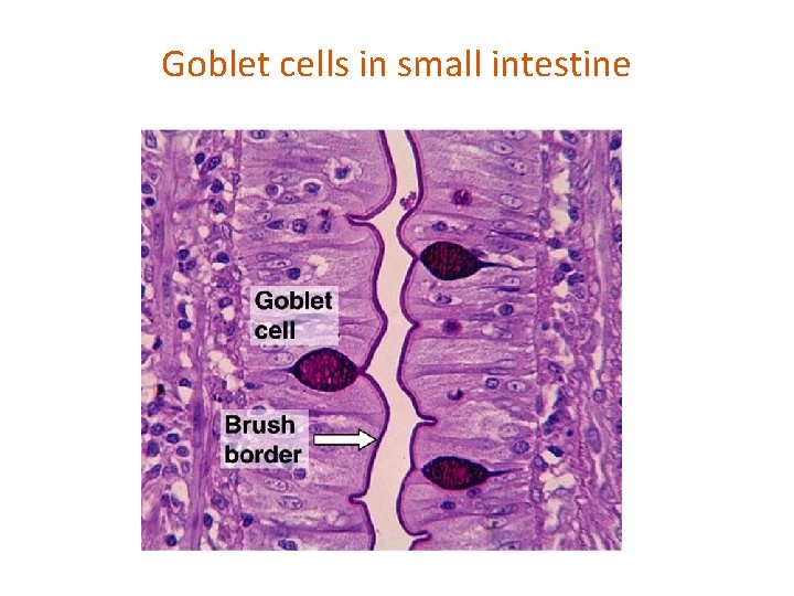 Goblet cells in small intestine 
