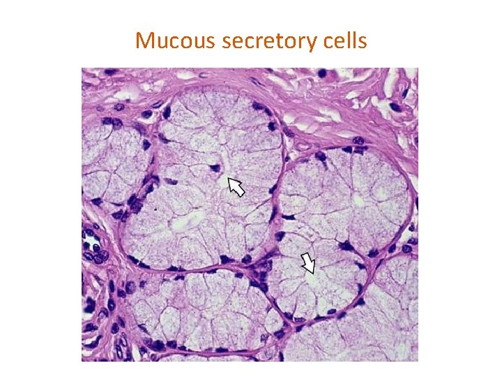 Mucous secretory cells 