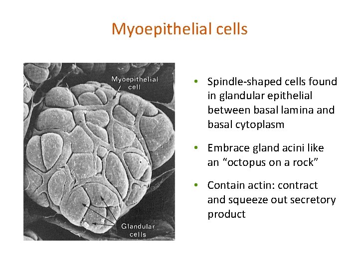 Myoepithelial cells • Spindle-shaped cells found in glandular epithelial between basal lamina and basal