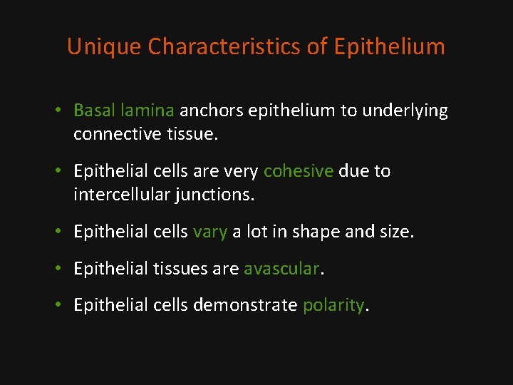 Unique Characteristics of Epithelium • Basal lamina anchors epithelium to underlying connective tissue. •