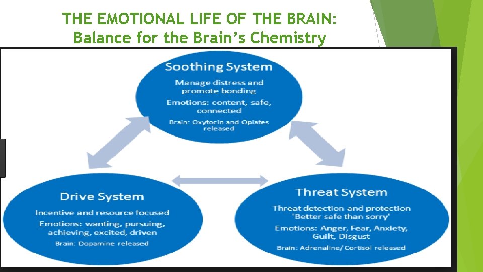 THE EMOTIONAL LIFE OF THE BRAIN: Balance for the Brain’s Chemistry 