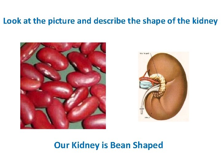 Look at the picture and describe the shape of the kidney Our Kidney is