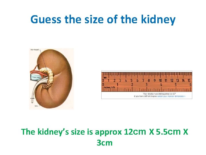 Guess the size of the kidney The kidney’s size is approx 12 cm X