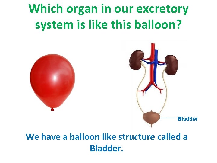 Which organ in our excretory system is like this balloon? Bladder We have a