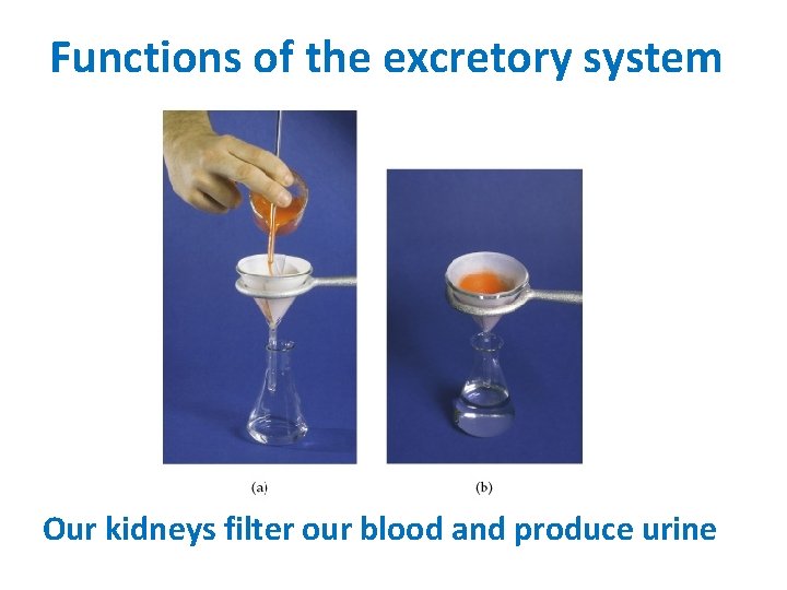 Functions of the excretory system Our kidneys filter our blood and produce urine 