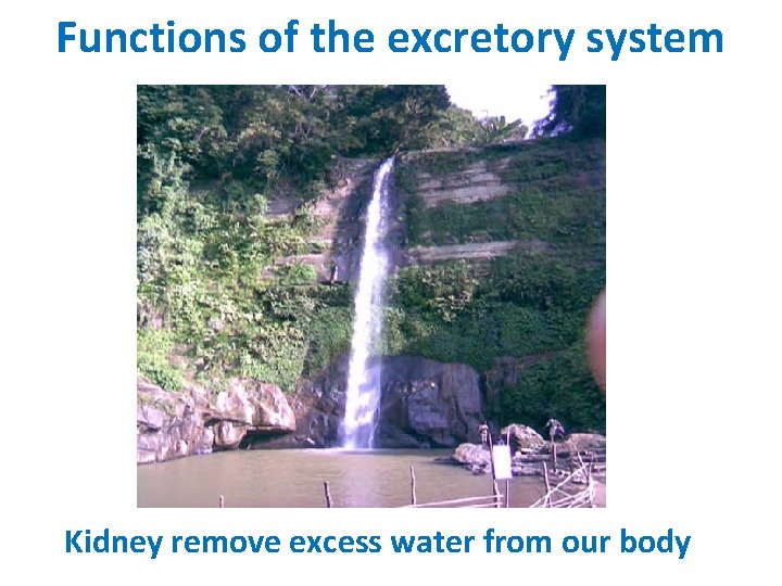 Functions of the excretory system Kidney remove excess water from our body 