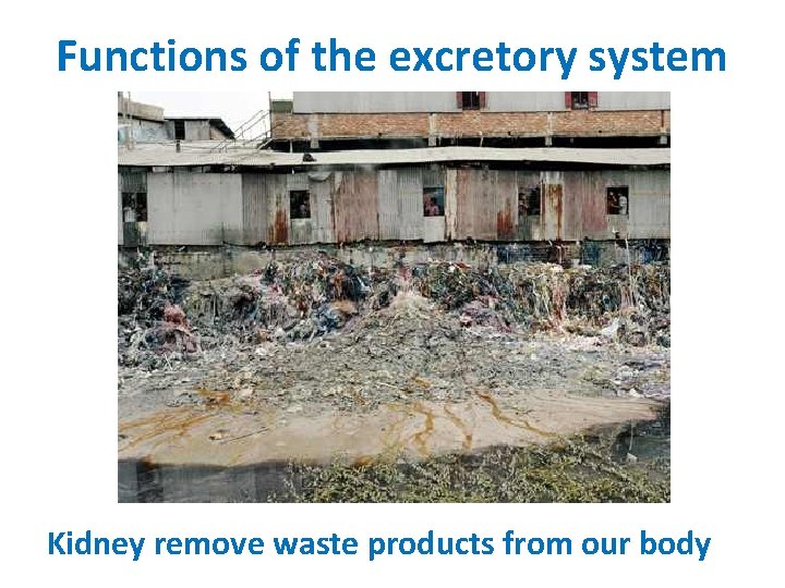 Functions of the excretory system Kidney remove waste products from our body 