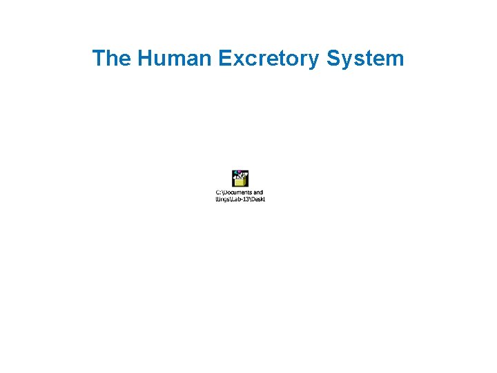The Human Excretory System 