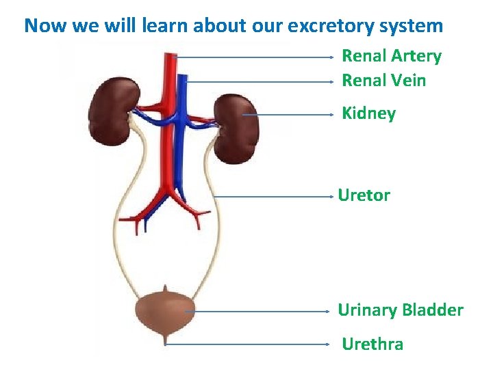 Now we will learn about our excretory system Renal Artery Renal Vein Kidney Uretor