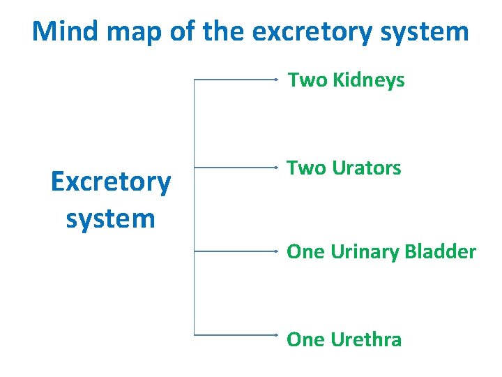 Mind map of the excretory system Two Kidneys Excretory system Two Urators One Urinary