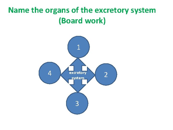 Name the organs of the excretory system (Board work) 1 4 excretory system 3