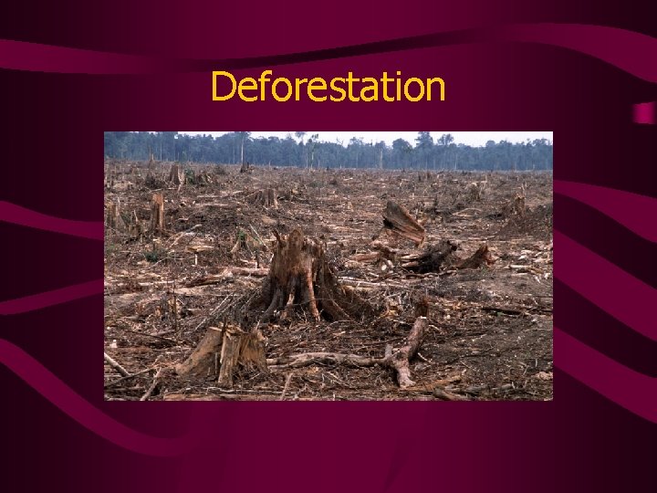 Deforestation 