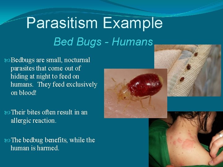 Parasitism Example Bed Bugs - Humans Bedbugs are small, nocturnal parasites that come out