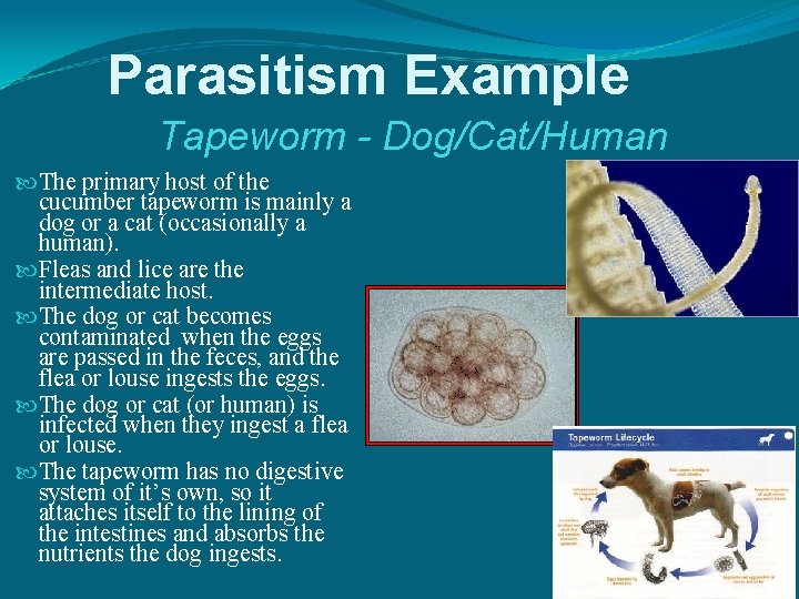 Parasitism Example Tapeworm - Dog/Cat/Human The primary host of the cucumber tapeworm is mainly
