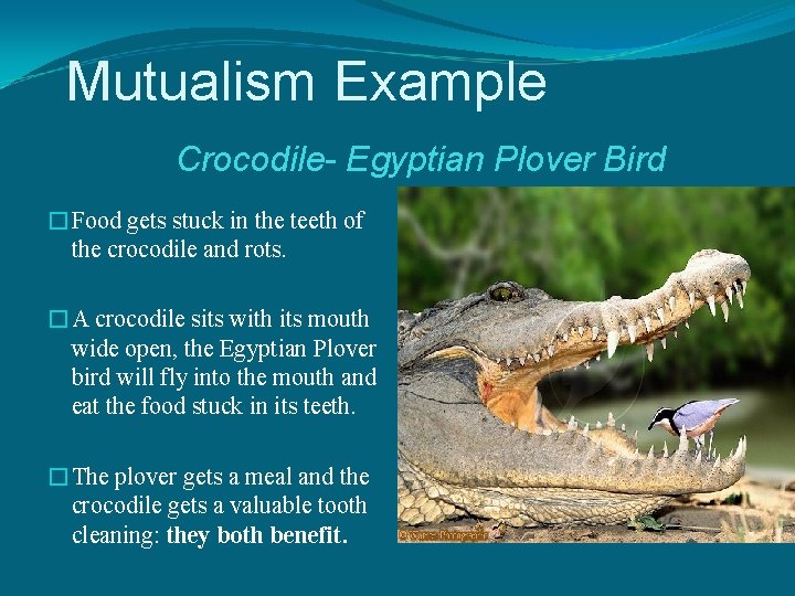Mutualism Example Crocodile- Egyptian Plover Bird �Food gets stuck in the teeth of the