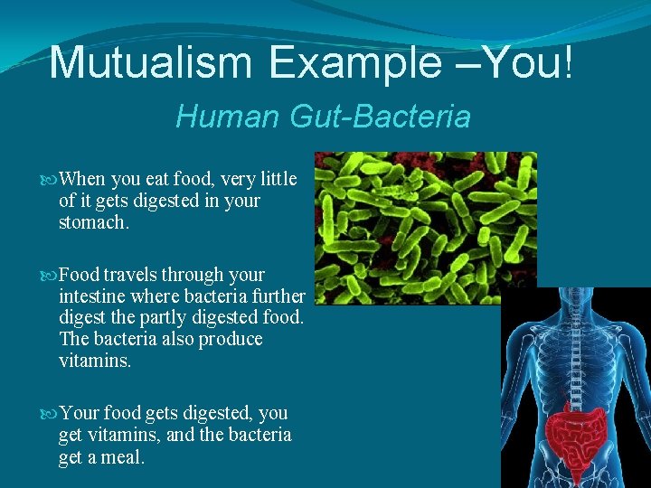 Mutualism Example –You! Human Gut-Bacteria When you eat food, very little of it gets