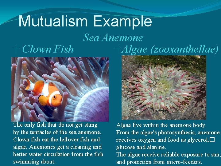 Mutualism Example Sea Anemone +Algae (zooxanthellae) + Clown Fish The only fish that do